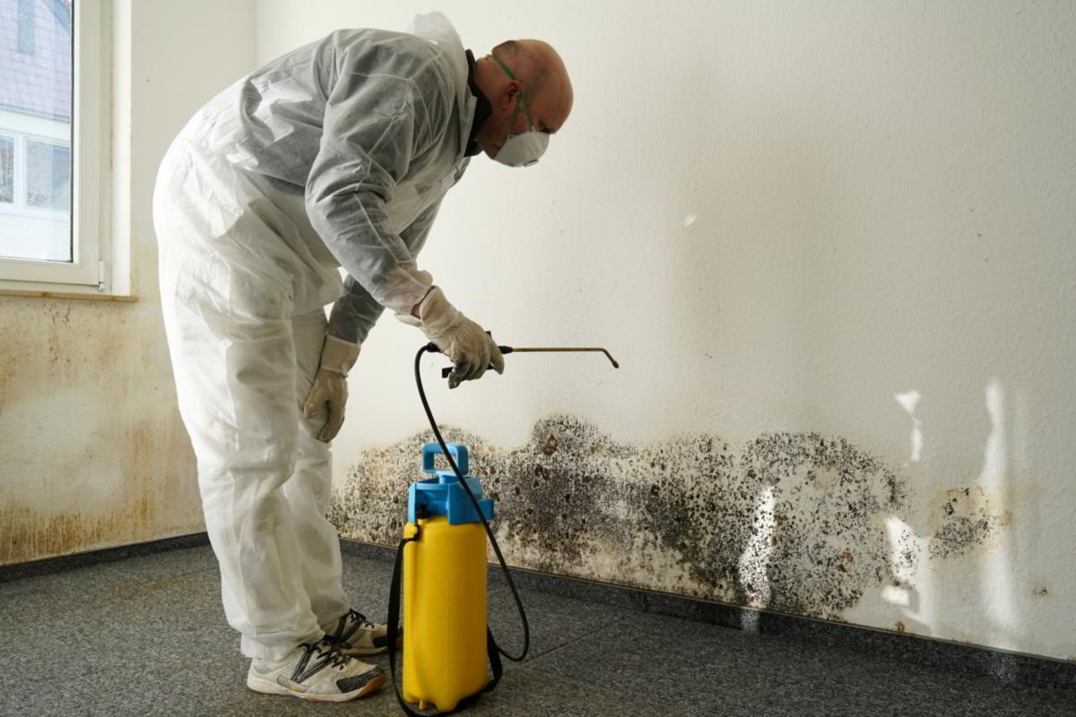 A Quick Guide to Mold Remediation Born 2 Impress