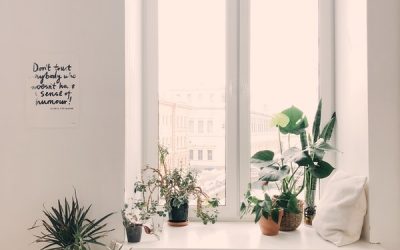 Best Air Cleaning Plants for Your Home