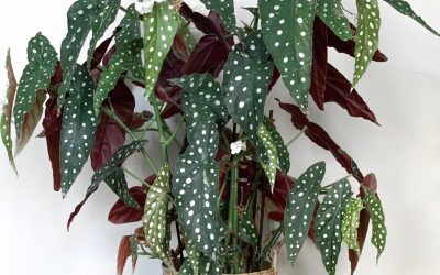Caretips for the Begonia Maculata- Stuart Wilson