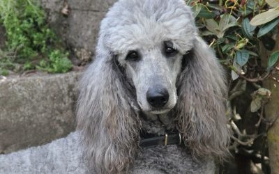 What You Should Know About Cbd Oil For Dogs