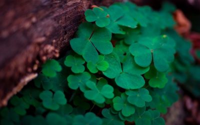 Luck of the Irish- 2020 Saint Patrick’s Day