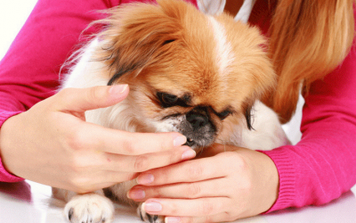Easiest Ways to Administer CBD Oil for Pets