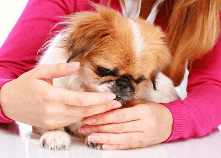 Easiest Ways to Administer CBD Oil for Pets