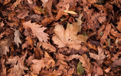 How To Buy and Use A Leaf Mulcher or Blower