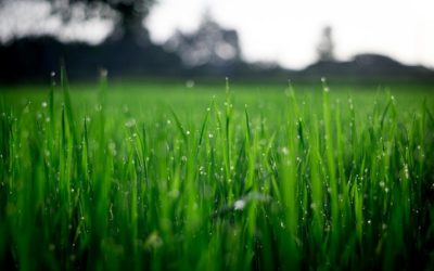 4 Ways To Better Care For Your Lawn