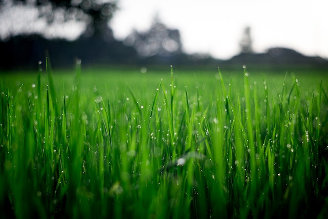 4 Ways To Better Care For Your Lawn