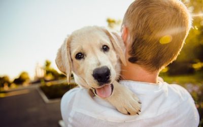 6 Tips For Choosing The Right Pet For Your Family