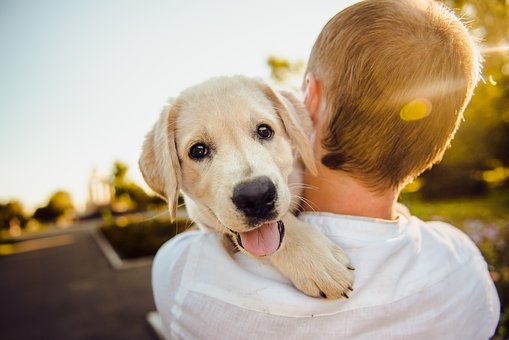 6 Tips For Choosing The Right Pet For Your Family