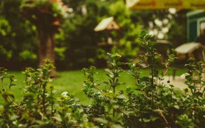How to Prepare Your Backyard For Spring and Summer