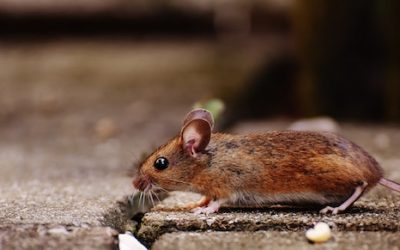 What Type of Pests Should Homeowners Be Most Concerned About